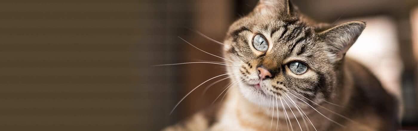 キャットフードのおすすめ5商品を厳選！